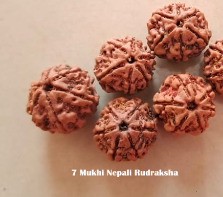 Original 7 Mukhi Rudraksha - Kanha Asa 7 Mukhi Nepali Rudraksha for Wealth and Prosperity