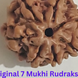 anant laxmi 7 mukhi rudraksha