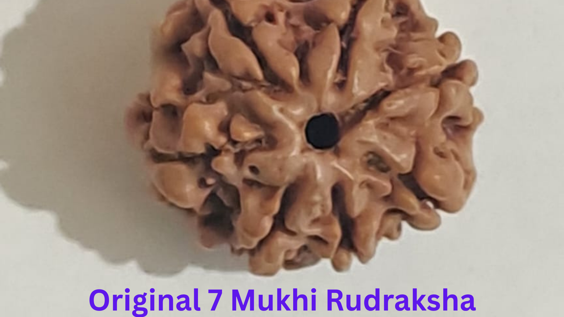 anant laxmi 7 mukhi rudraksha anant laxmi 7 mukhi rudraksha