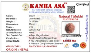 Original 7 Mukhi Nepali Rudraksha (With Lab Certificate) whatsapp image 2026 04 18 at 10.10.47 am (1)
